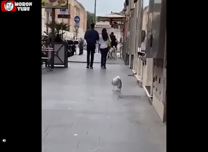 Video: A bird consumes a rat almost entirely at once!